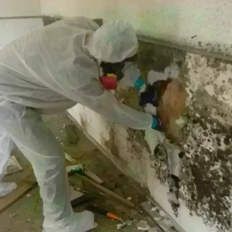 Mold Remediation and Removal in Eidson Road, TX